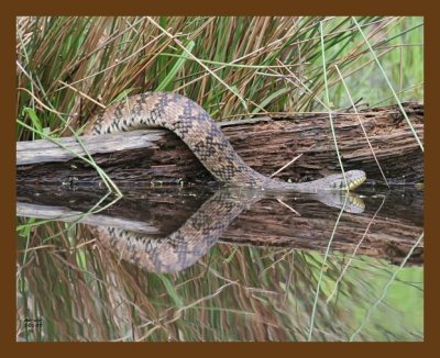 watersnake-diamondback 5-1-07 cl1b.jpg