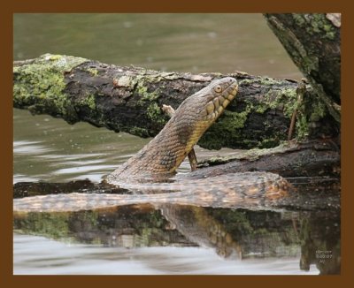watersnake-diamondback 5-3-07 cl1b.jpg