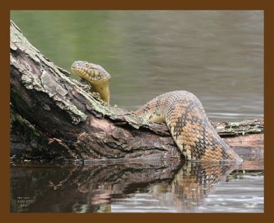 watersnake-diamondback 5-2-07 cl2b.jpg