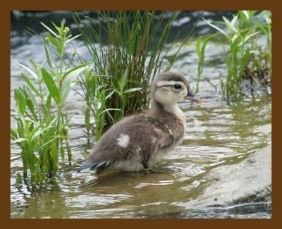 wood-duck-young 5-5-07 cl1b.jpg