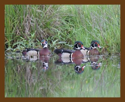 wood-ducks 5-4-07 cl3b.jpg