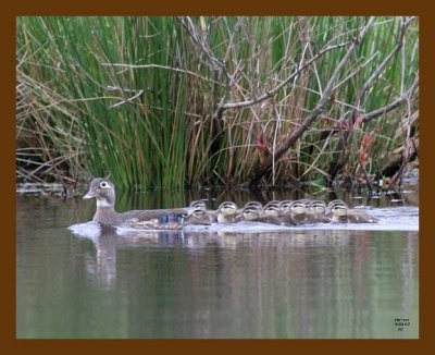 wood-duck-young 5-3-07 cl3b.jpg