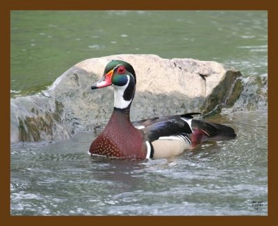 wood-duck 5-5-07 cl3b.jpg