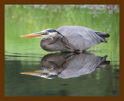 heron-great blue 5-6-07 cl3b.jpg