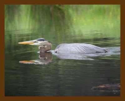 heron-great blue 5-6-07 cl1b.jpg
