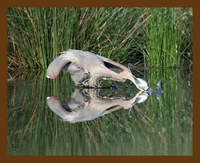 heron-great-blue 5-9-07 cl1b.jpg