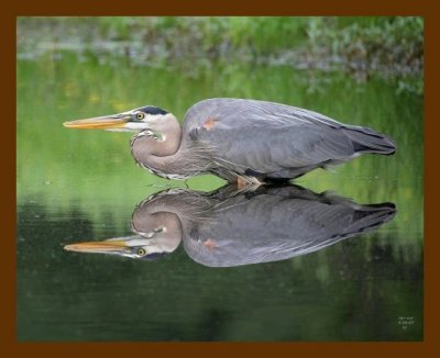 heron-great blue 5-6-07 cl2b.jpg