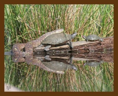 watersnake-turtles 5-9-07 cl1b.jpg