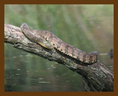 watersnake-diamondback 5-9-07 cl1b.jpg