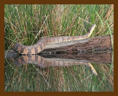 watersnake-diamondback 5-9-07 cl2b.jpg