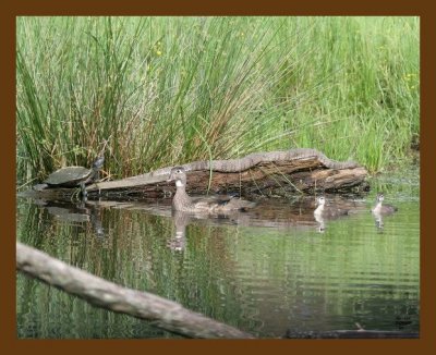 watersnake-wood-duck-turtle 5-9-07 cl1b.jpg
