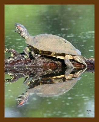 turtle-red-ear slider 5-11-07 4c3b.jpg