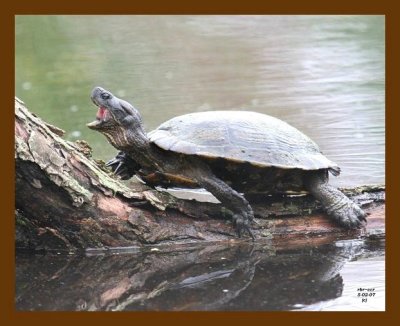 turtle-cooter 5-2-07 cl2b.jpg