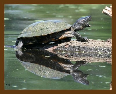 turtle-red-ear slider 5-12-07 4c1b.jpg