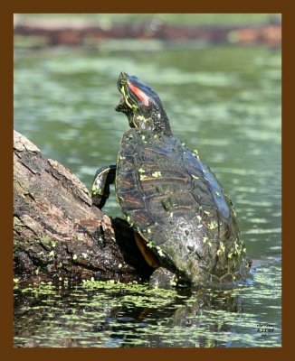 turtle-red-ear slider 5-11-07 4c2b.jpg