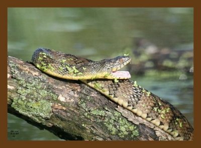 watersnake-diamondback 5-11-07 4c2cb.jpg