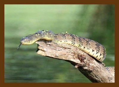 watersnake-diamondback 5-11-07 4c1cb.jpg