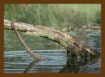 watersnake-diamondback 5-11-07 4c3cb.jpg