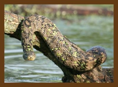 watersnake-diamondback 5-11-07 4c4cb.jpg