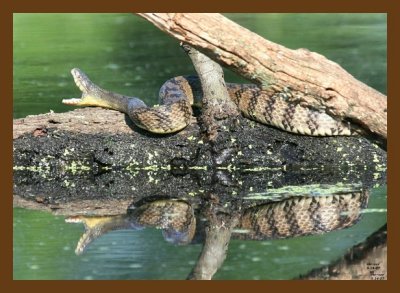 watersnake-diamondback 5-14-07 4c2cb.jpg