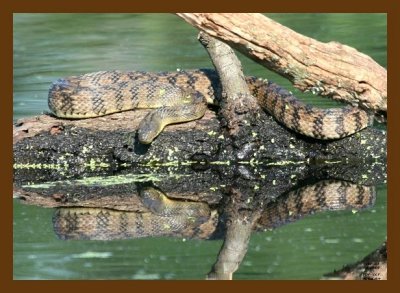 watersnake-diamondback 5-14-07 4c6cb.jpg