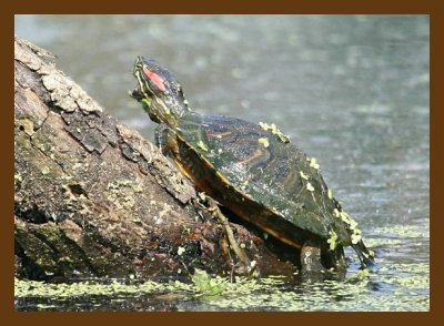 turtle-red-ear slider 5-15-07 4c1cb.jpg