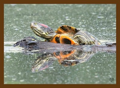 turtle-red-ear slider 5-15-07 4c2cb.jpg