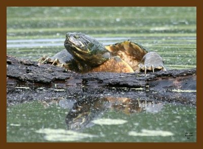 turtle-cooter 5-15-07 4c2cb.jpg