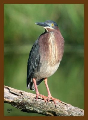 heron-green 5-16-07 4c2cb.jpg