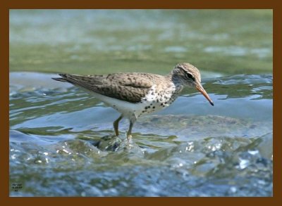 spotted sandpiper 5-16-07 4c2cb.jpg