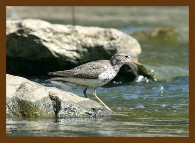 spotted sandpiper 5-16-07 4c4cb.jpg