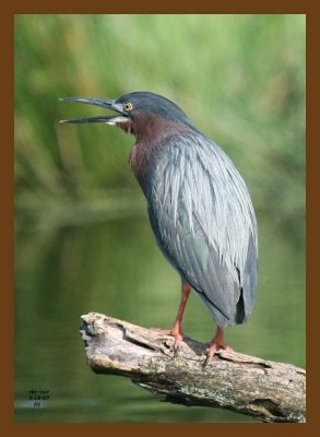 heron-green 5-16-07 4c1cb.jpg