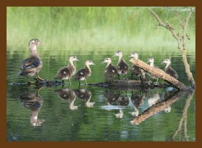 wood-duck-young 5-17-07 4c2cb.jpg