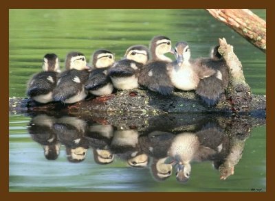 wood-duck-young 5-9-07 cl3cb.jpg