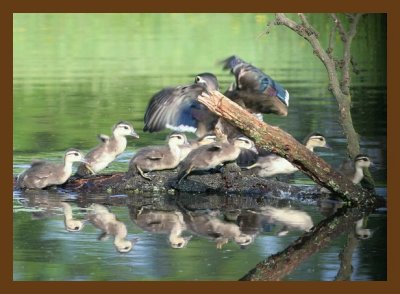 wood-duck-young 5-9-07 cl1cb.jpg