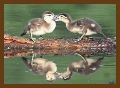wood-duck-young 5-9-07 cl4cb.jpg