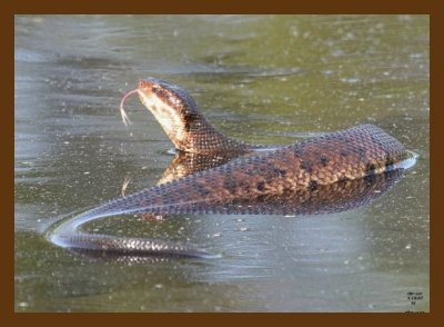 cottonmouth 5-18-07 4c7cb.jpg