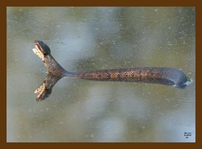 cottonmouth 5-18-07 4c5cb.jpg