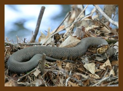 cottonmouth 5-11-07 4c2cb.jpg