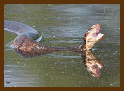 cottonmouth 5-18-07 4c2cb.jpg