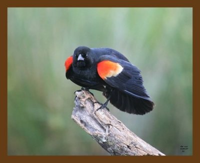 red-wing blackbird 5-4-07 cl2b.jpg