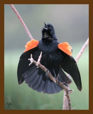 red-wing blackbird 5-4-07 cl1b.jpg
