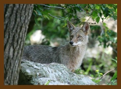 coyote 5-20-07 4c1cb.jpg