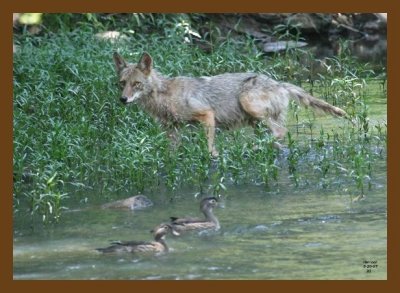 coyote-wood-ducks 5-20-07 4c2cb.jpg
