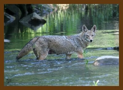 coyote 5-19-07 4c3cb.jpg