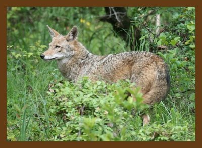 coyote 5-21-07 4c5cb.jpg