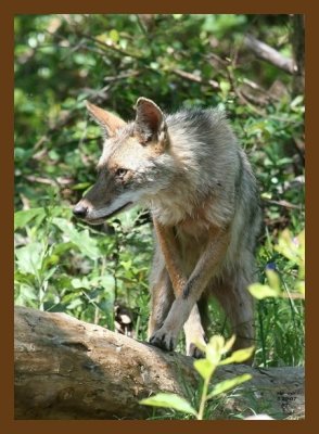 coyote 5-20-07 4c8cb.jpg