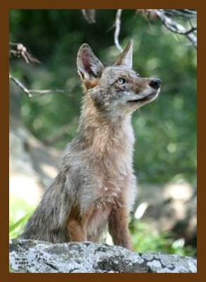 coyote 5-20-07 4c6cb.jpg