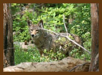 coyote 5-21-07 4c4cb.jpg