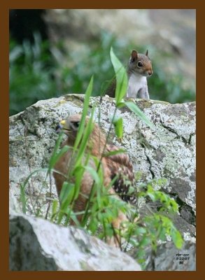hawk-squirrel 5-22-07 4c1cb.jpg